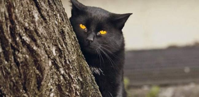 القطة السوداء... مخلوق أليف أم "جنّي"؟